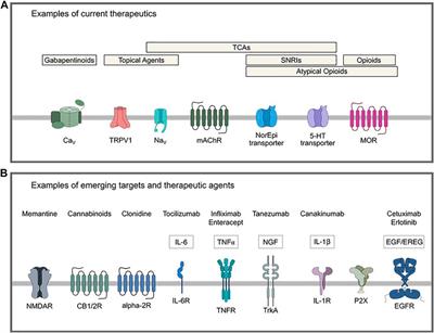 Modulation of Pathological Pain by Epidermal Growth Factor Receptor